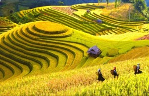 belle-riziere-en-terrasse-nord-vietnam