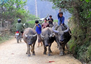 buffle-au-vietnam