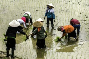 culture-du-riz-vietnam