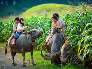 pacage-des-boeufs-vietnam