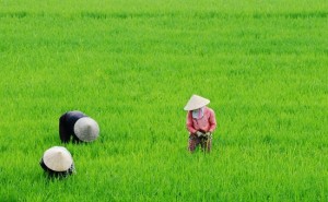 plantation-du-riz-vietnam