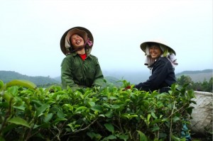 photo-the-vert-vietnam