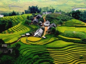 rizieres-a-sapa