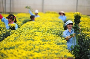 ville-de-dalat-au-vietnam